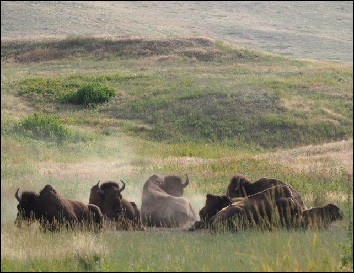 Bison sitting